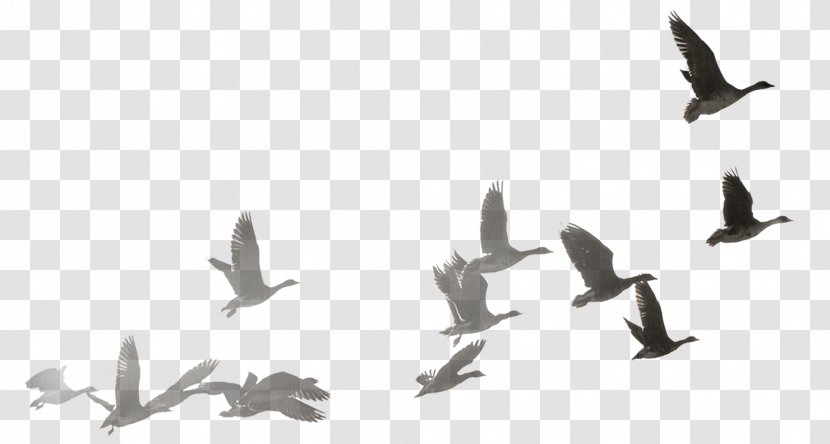 Swan Goose Bird Bailu Wild-goose Fly To The South - Dao Lang - Dayan Flying Decorative Patterns Transparent PNG