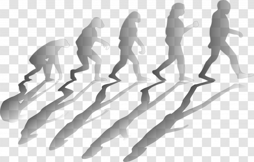 Human Evolution Homo Sapiens Clip Art - Heredity Transparent PNG