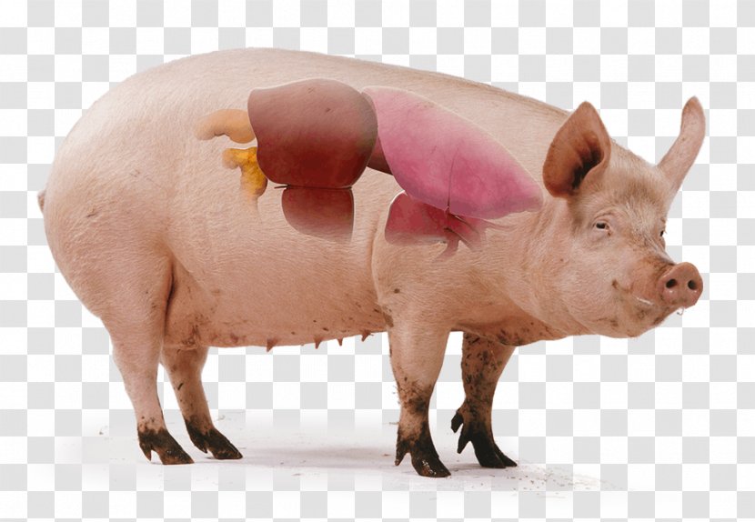 Domestic Pig Teat Science Tryne Transparent PNG