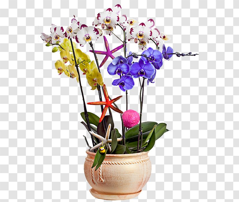 Moth Orchids Cut Flowers Floral Design Garden Roses - Violet Family - Flower Transparent PNG