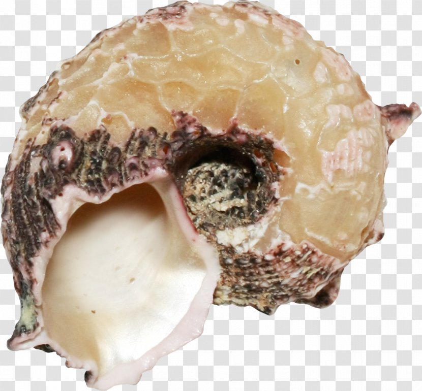 Conch Sea Snail - Jaw - Beautiful Brown Transparent PNG