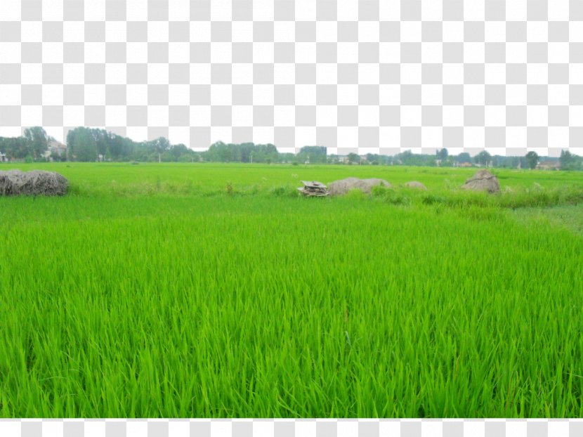 Daotian, Shandong Paddy Field Oryza Sativa - Green Rice Fields Transparent PNG