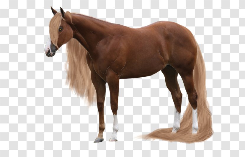 Mare Andalusian Horse Mustang Rein DeviantArt - Mane Transparent PNG