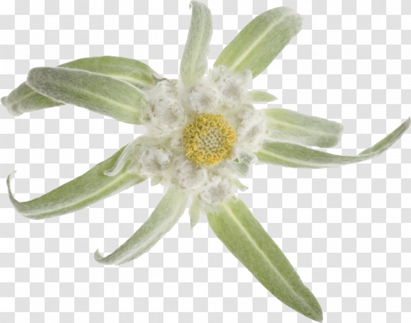 Flower Alpenglow Light Edelweiss Stock Photography - Hi Res Transparent PNG