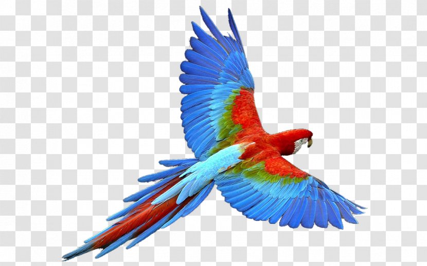 Fly: Parrot Budgerigar Bird - Wing Transparent PNG