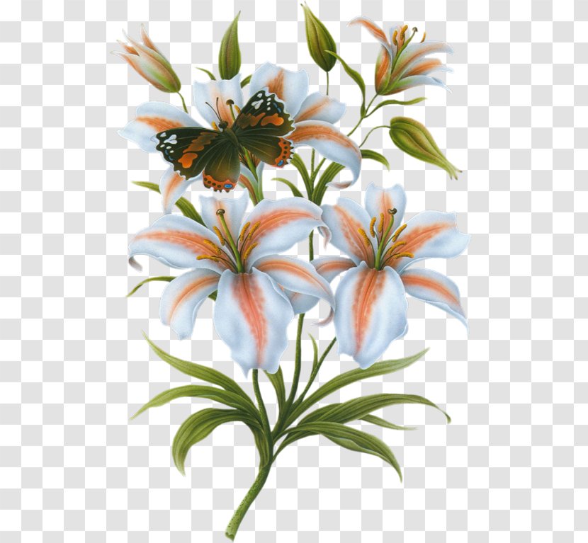 Lilium Bulbiferum Flower Bokmxe4rke - Plant Stem - Butterfly On Lily Transparent PNG