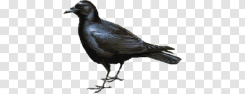 American Crow New Caledonian Bird Tux Paint Transparent PNG