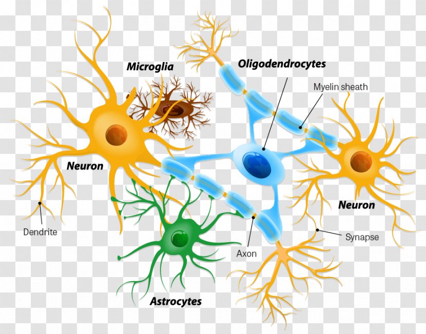 Astrocyte Microglia Neuron Oligodendrocyte - Schwann Cell - Brain Transparent PNG
