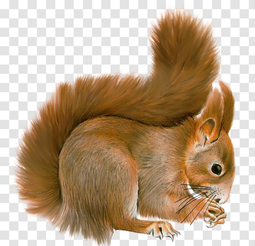 Pajaro Loco - Red Squirrel - Fauna Transparent PNG