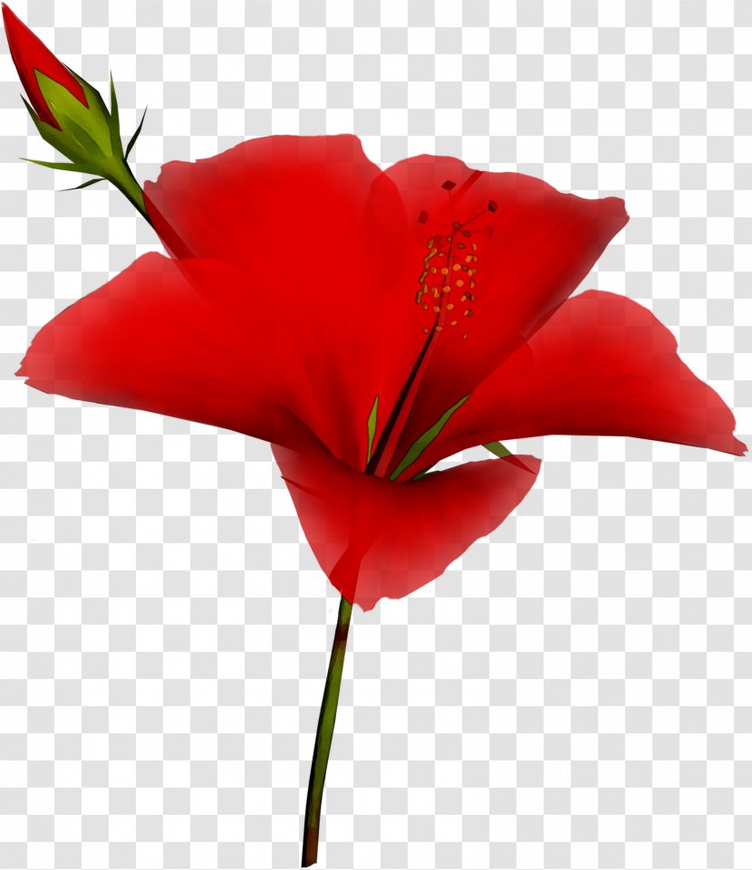 Garden Roses Cut Flowers Plant Stem Petal - Coquelicot - Flower Transparent PNG
