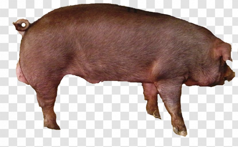Large White Pig Livestock Pig's Ear Hogs And Pigs Pork Transparent PNG
