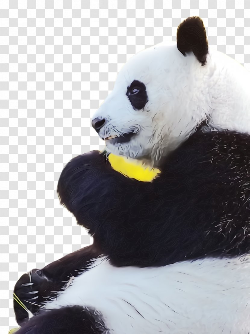 Panda - Bear - Animal Figure Fur Transparent PNG