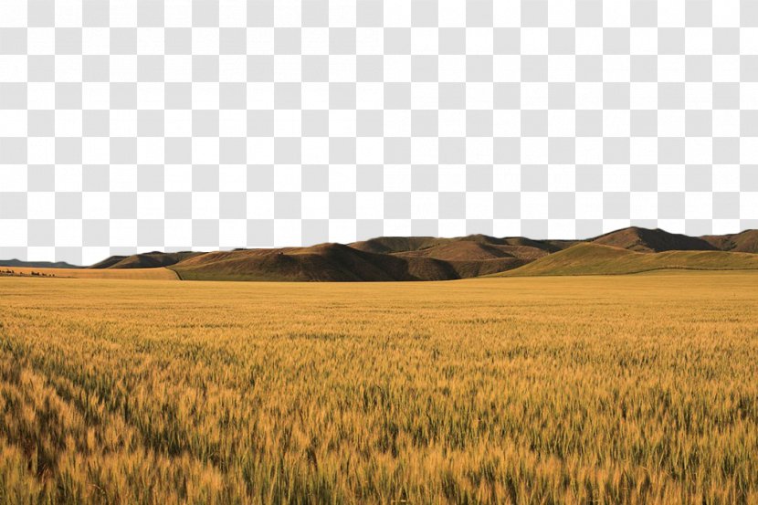 Gold - Harvest - Golden Yellow Wheat Field Transparent PNG