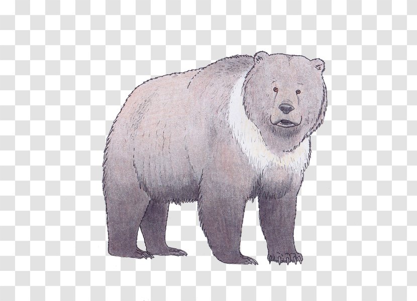 Polar Bear Brown The Clan Of Cave Ursus Deningeri - Human Transparent PNG