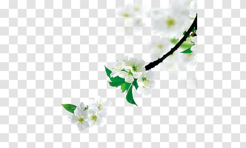 Tree Branch - Flora - Pear Transparent PNG