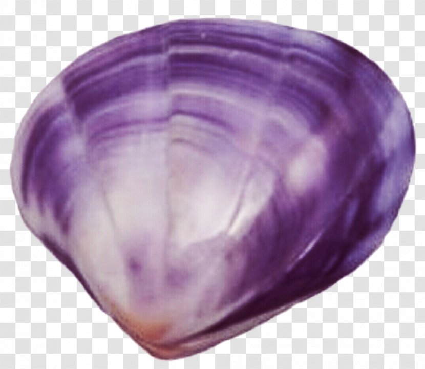 Clam Purple Seashell Clip Art - Shellfish - Shell Transparent PNG