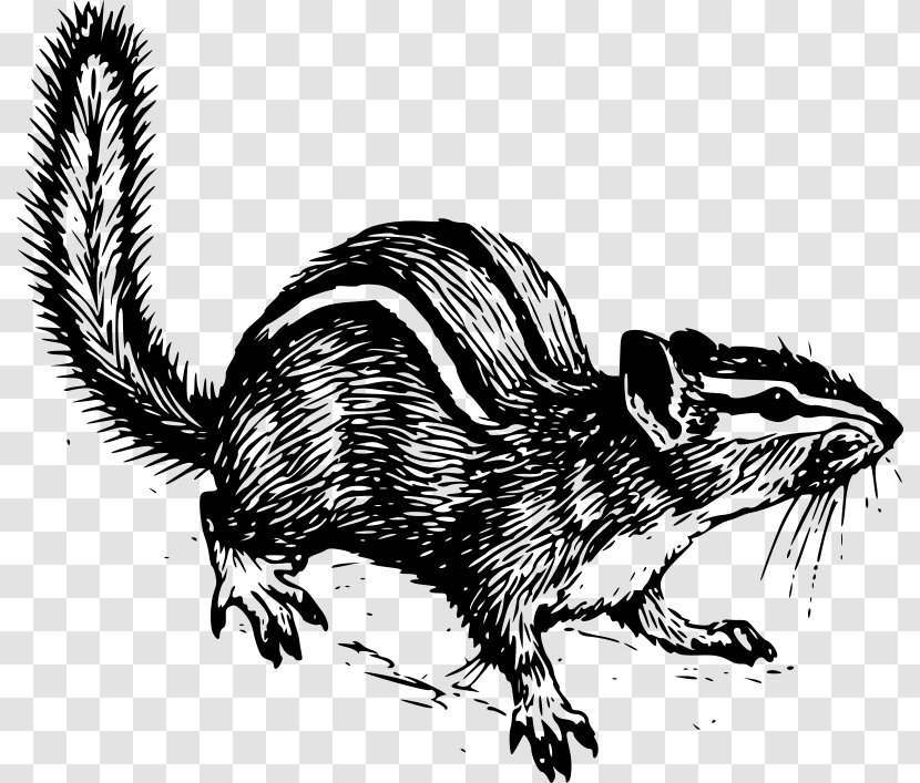 Squirrel Rodent Clip Art - Whiskers Transparent PNG