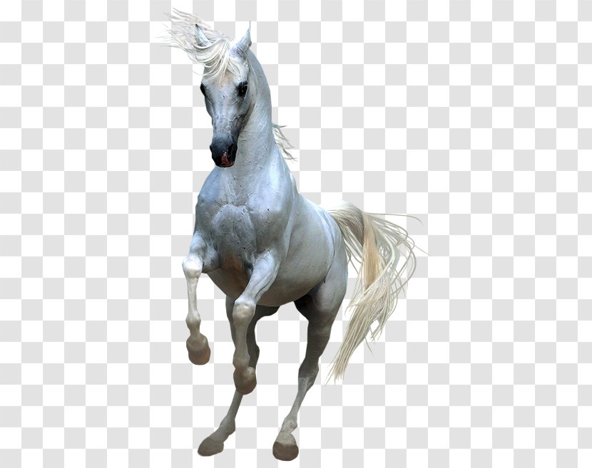 Horses Clip Art - Whitehorse Transparent PNG