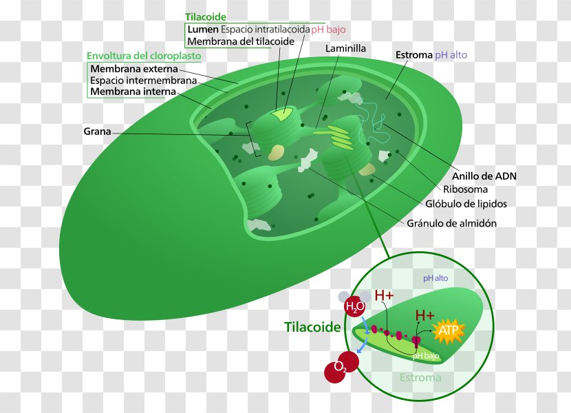 Chloroplast Thylakoid Granum Plant Cell - Dna Transparent PNG