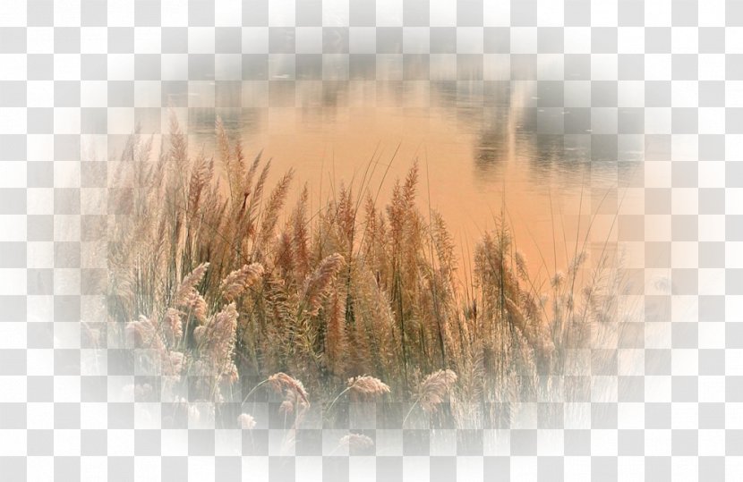 June Background - Grass - Beige Plant Transparent PNG
