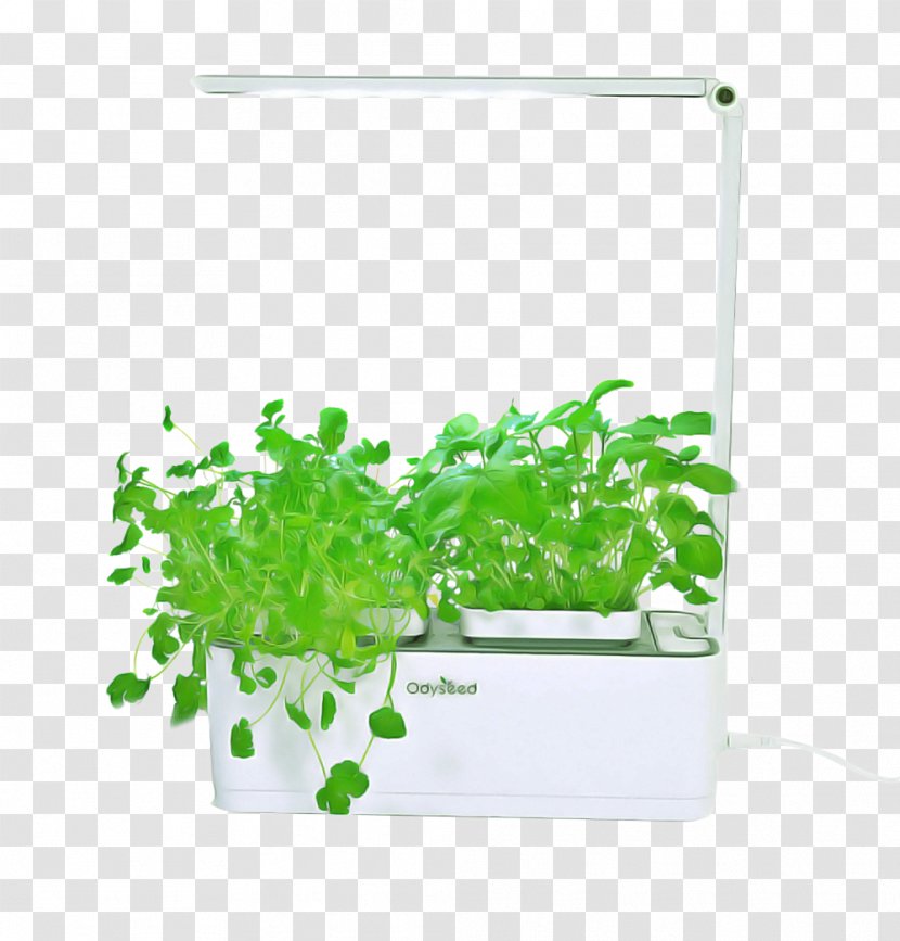 Green Grass Background - Vervain - Flowerpot Transparent PNG