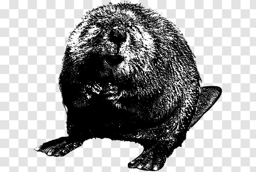 North American Beaver Download Black And White Clip Art - Rodent - Clipart Transparent PNG