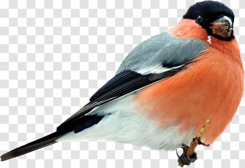 Bird Greeting & Note Cards Image Eurasian Bullfinch - Feather Transparent PNG