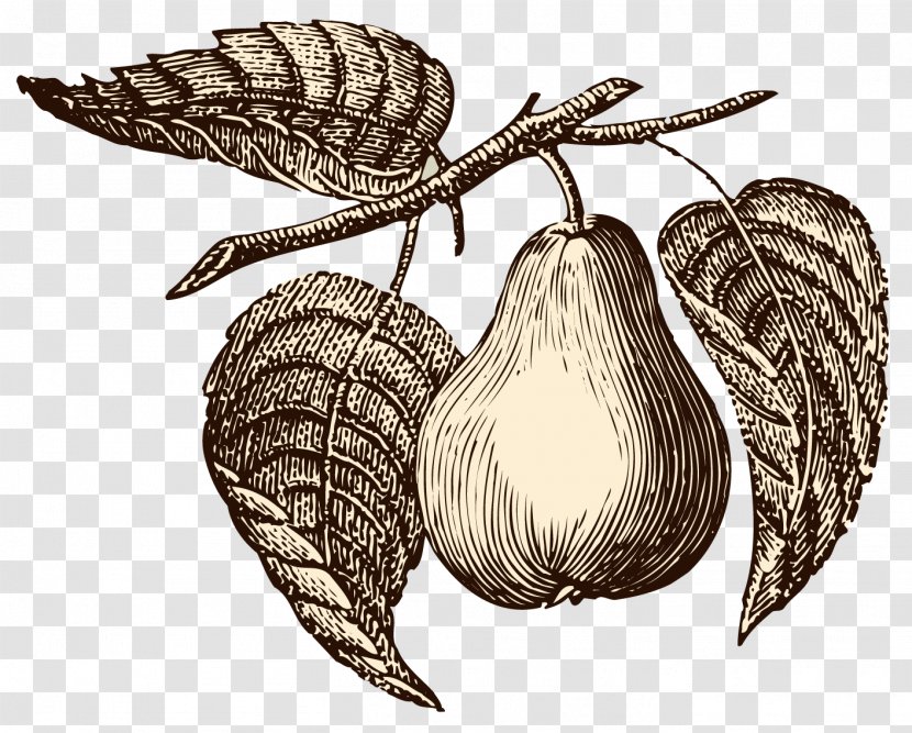 Illustration Vector Graphics Clip Art Image Drawing - Plant - Pear Juice Transparent PNG