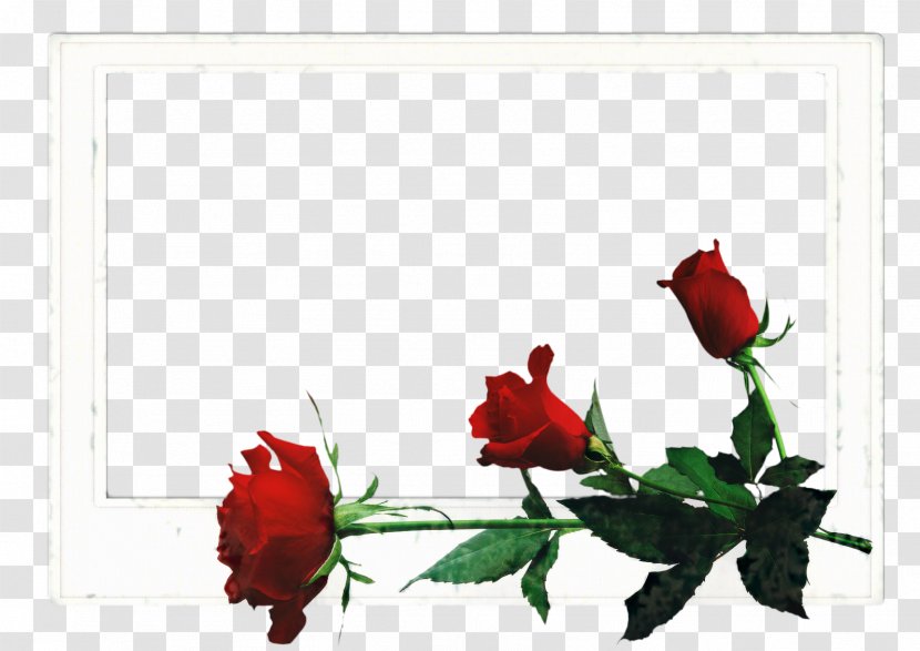 Red Rose Frame - Family - Order Coquelicot Transparent PNG