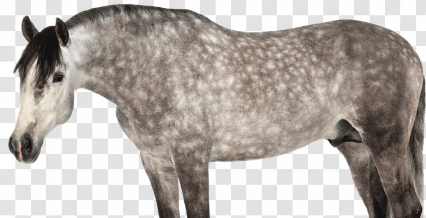 Andalusian Horse Mane Mustang Pony Stallion - Livestock Transparent PNG