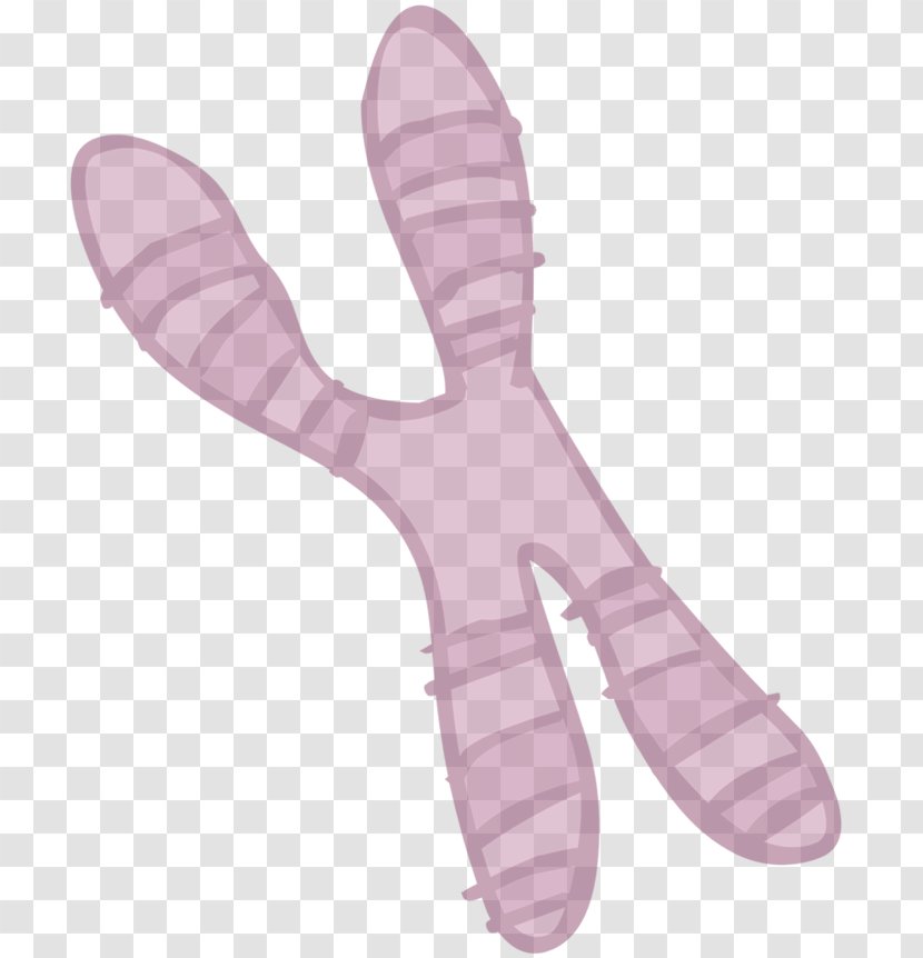 Drawing Chromosome Species Coloring Book - ESPECIES Transparent PNG