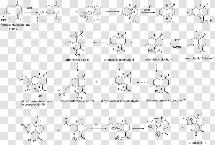 Line Art Simvastatin Sketch - Prodrug - Design Transparent PNG