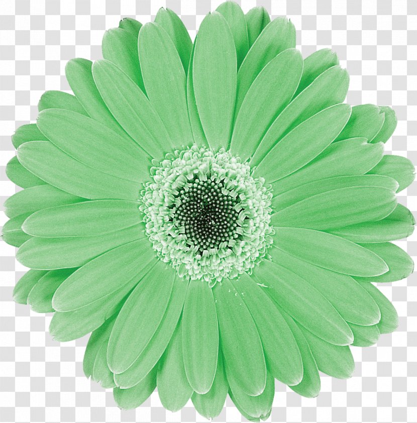 Flower Blue Photography Color Petal - Aqua - Gerbera Transparent PNG