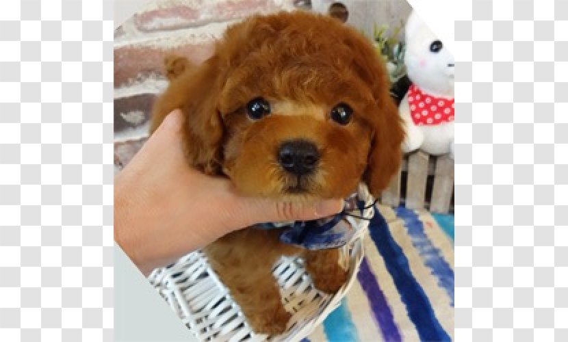Miniature Poodle Toy Puppy Dog Breed Transparent PNG