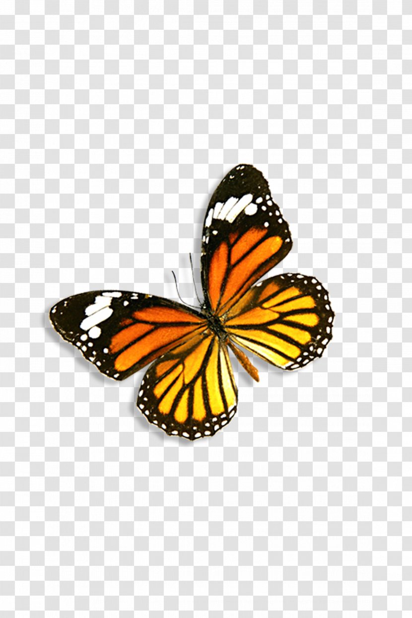 Monarch Butterfly Danaus Genutia - Arthropod Transparent PNG