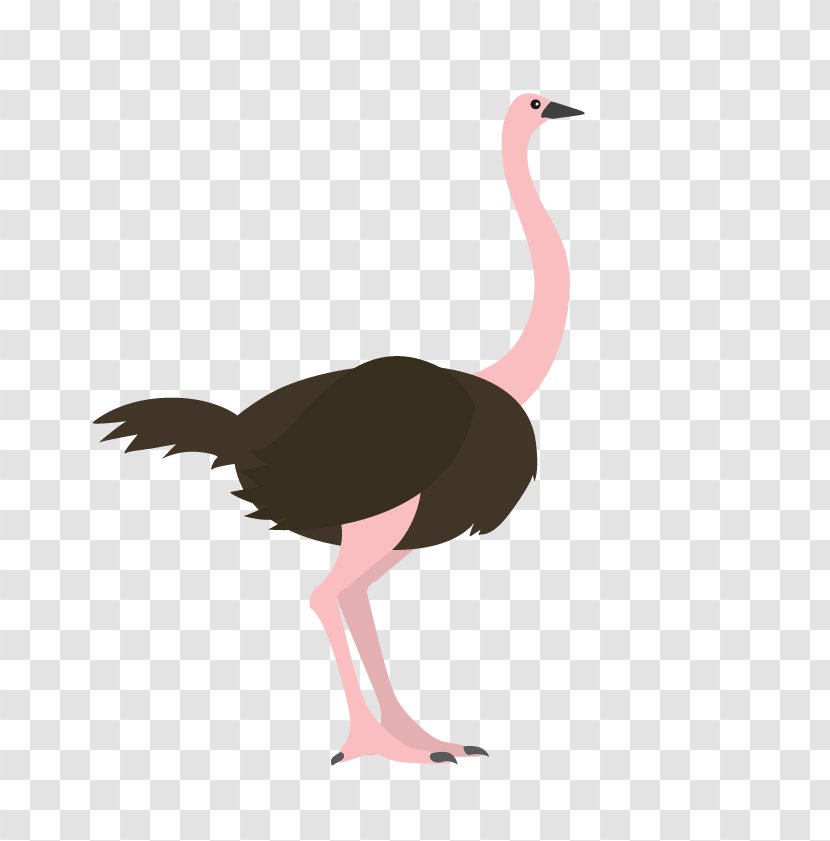 Common Ostrich Bird Animal - Ducks Geese And Swans Transparent PNG