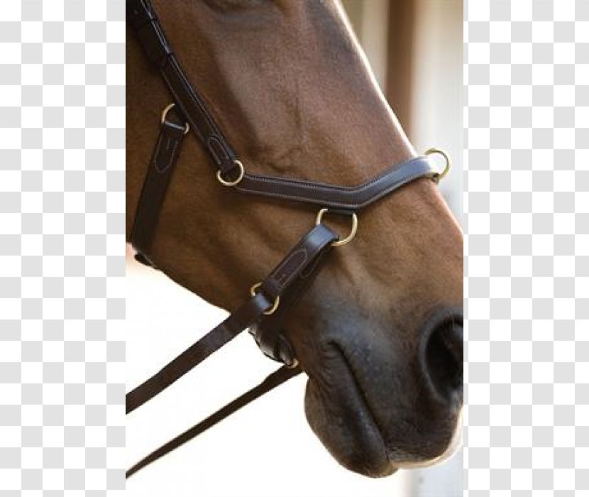 Bitless Bridle Horse Tack Noseband - Halter - Rambo Transparent PNG