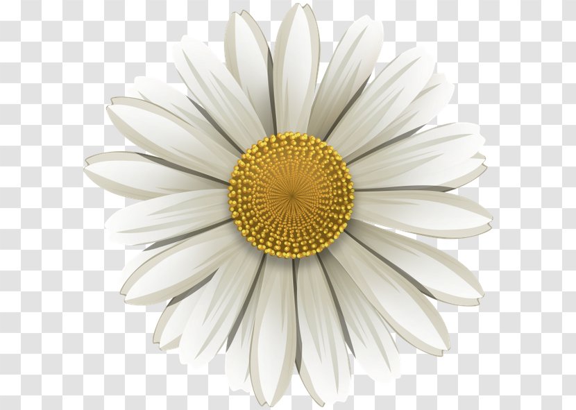 Common Daisy German Chamomile Flower Transparent PNG