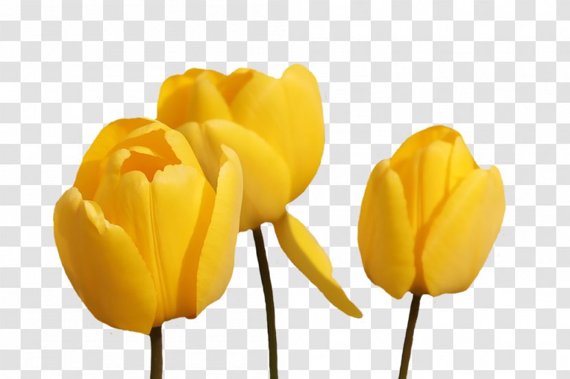 Tulip Desktop Wallpaper Flower Clip Art - Plant Stem - Vector Transparent PNG