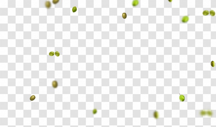 Leaf Plant Stem Computer Desktop Wallpaper - Organism - Olive Oil Transparent PNG