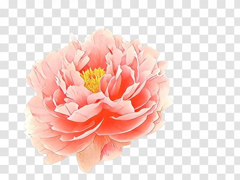 Flowers Background - Flower - Pink Family Camellia Transparent PNG