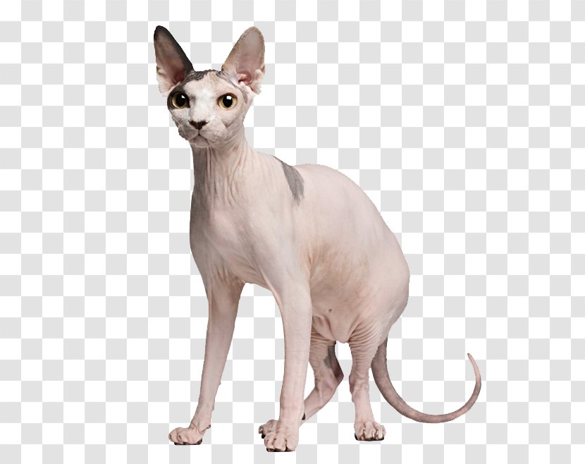 Sphynx Cat Devon Rex Persian Munchkin Peterbald - Mutation Transparent PNG