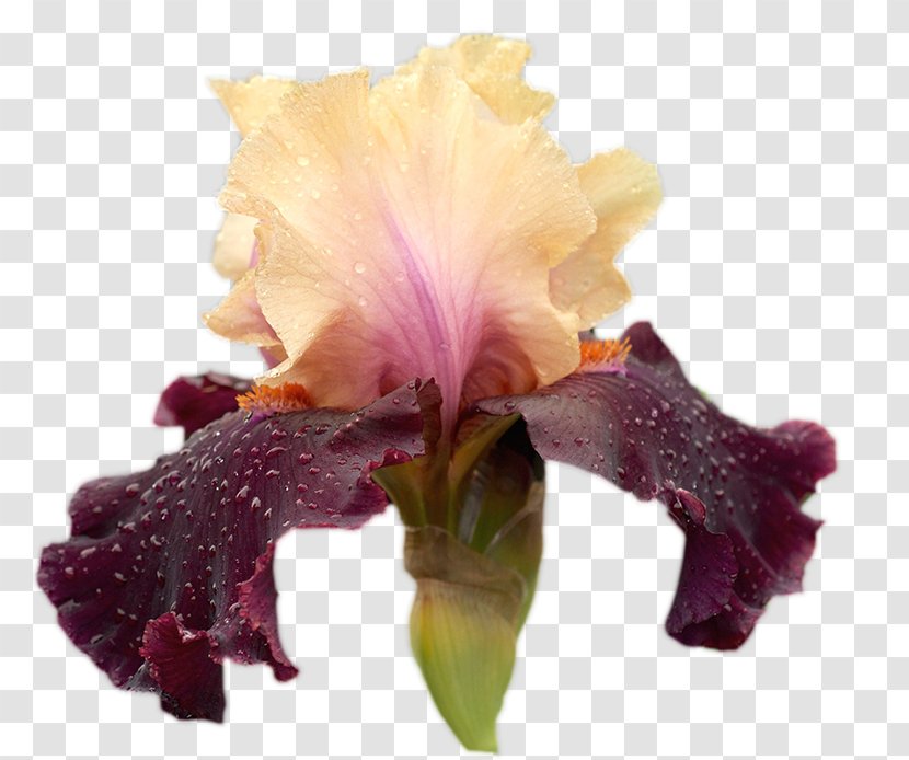 Irises GIF Clip Art Flower - Flowering Plant Transparent PNG