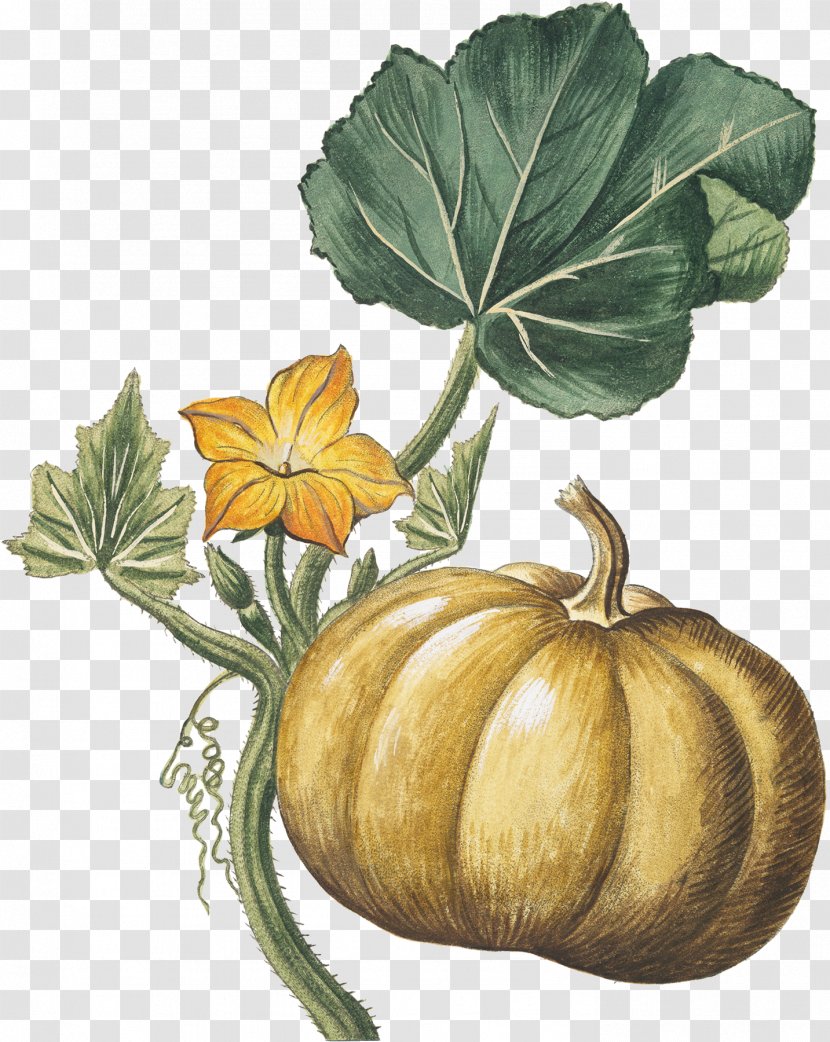 Pumpkin Gourd Botanical Illustration Botany - Flowering Plant - Autumn Harvest Transparent PNG