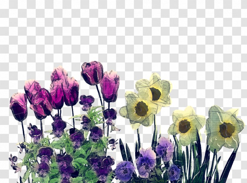 Lavender - Flowering Plant - Tulip Petal Transparent PNG