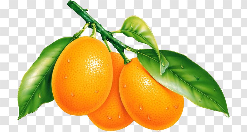 Fruit Desktop Wallpaper Orange Tangerine - Food Transparent PNG