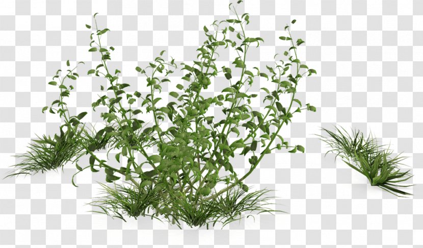 Shrub Houseplant Tree - Herbalism - Plant Transparent PNG