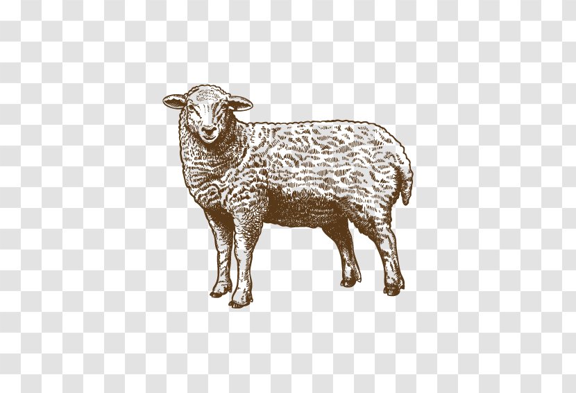 Sheep Drawing Grazing Illustration - Photography - Artwork Transparent PNG