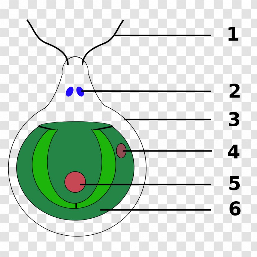 Chlamydomonas Reinhardtii Eyespot Apparatus Green Algae Vacuole - Smile - Watermelon Snow Transparent PNG