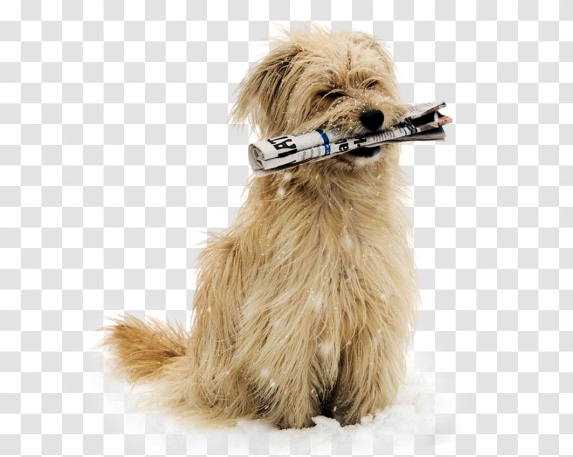 Norfolk Terrier Puppy Tibetan Dutch Smoushond Soft-coated Wheaten - Carnivoran Transparent PNG